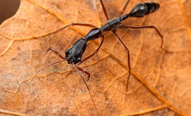 Мир насекомых: муравьи-воины