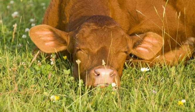 ВИЭ отрицательно влияет на французских коров