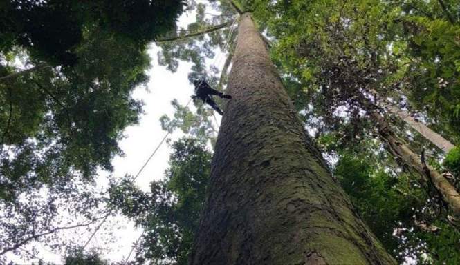 Высочайшее тропическое дерево