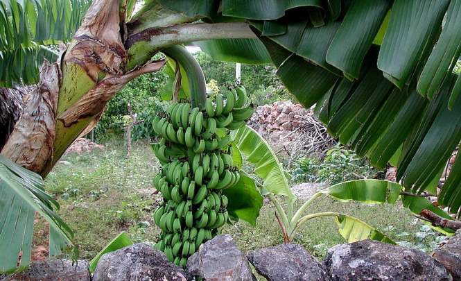 Интересные сведения о бананах