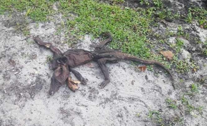 Во Флориде обнаружили останки неизвестного животного