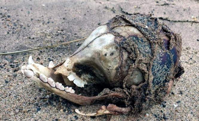 на пляж в Линкольншире выбросило неопознанный череп