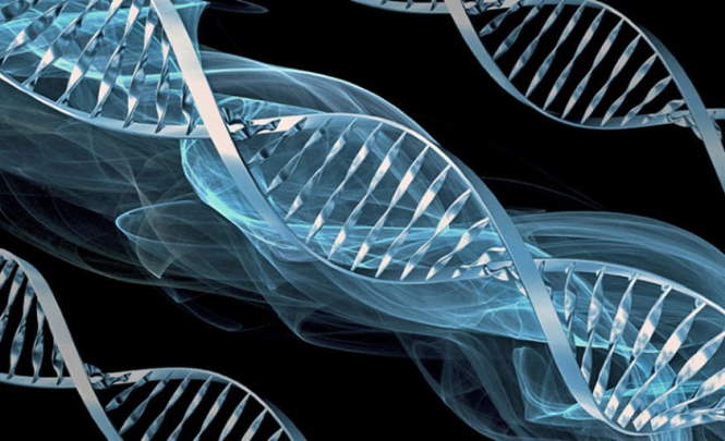 В ДНК человека зашифровано послание