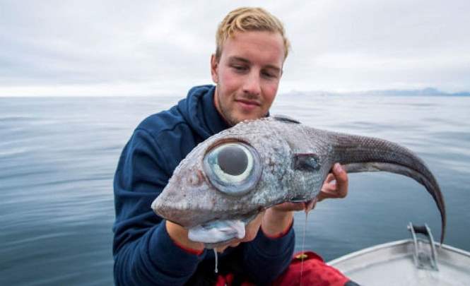 В Норвегии выловили странную рыбу