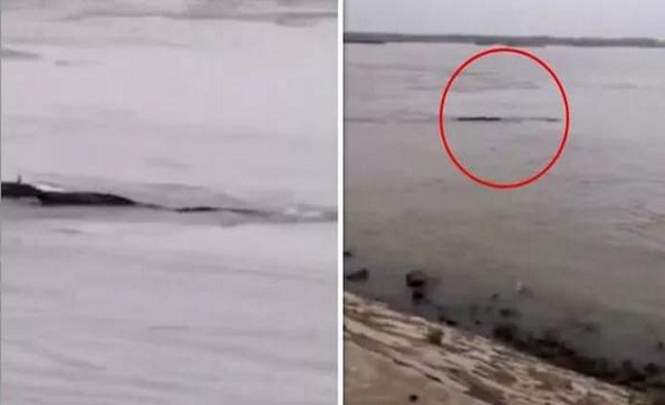 18-метрового «водяного монстра» заметили в Китае