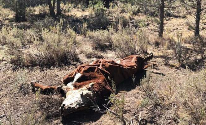 Коров в Орегоне убивают инопланетяне