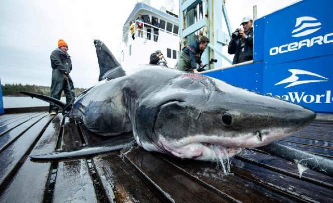 Гигантскую акулу, пострадавшую от более крупного монстра выловили американцы