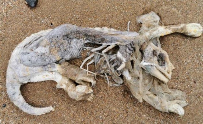 Загадочного котоящера выкинуло на пляж Шотландии