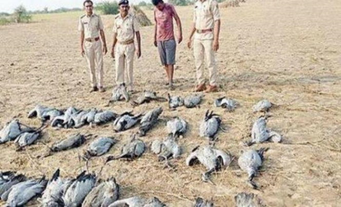Массовая гибель птиц возле озера Самбхар