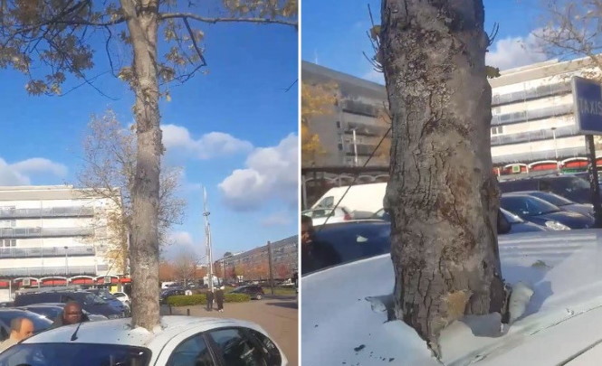 Во Франции автомобиль был странным образом пронзен растущим деревом