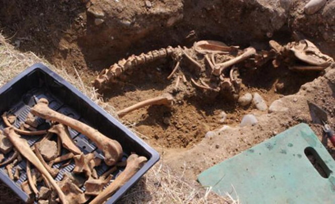 Скелет Адской гончей обнаружен в Великобритании