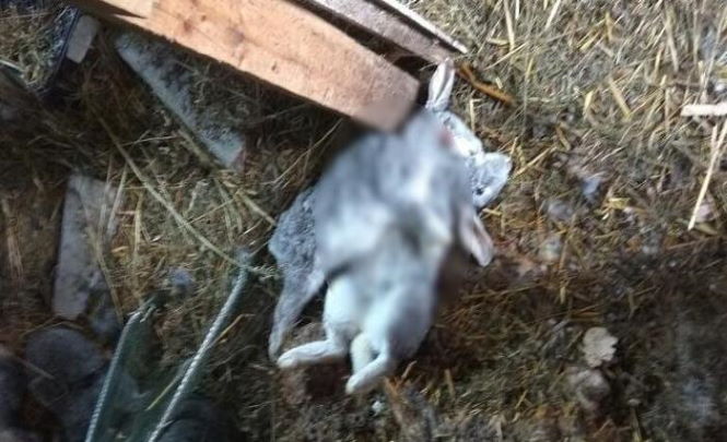 Загадочный хищник погубил кроликов в Георгиевске