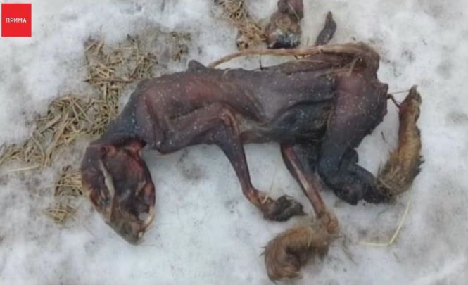 В Красноярске нашли загадочных мёртвых существ