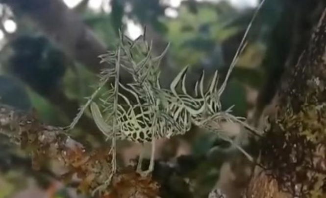 Странное существо нашли в Коста-Рике
