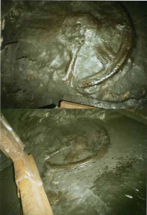 Откуда в шахте российского города Донецк колеса которым 300 миллионов лет?