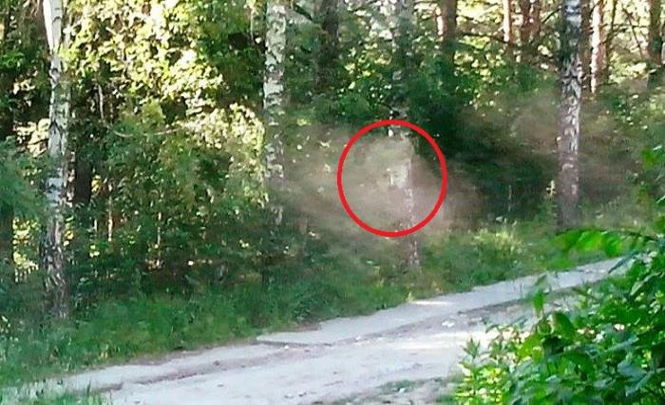 Привидение в лесу увидела жительница Академгородка