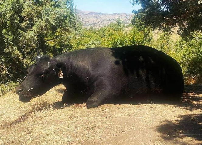 В Орегоне пришельцы снова сожрали корову. Едят ли они и людей?