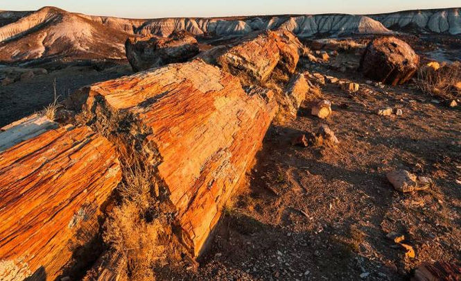Каменный лес нашли на юге Перу