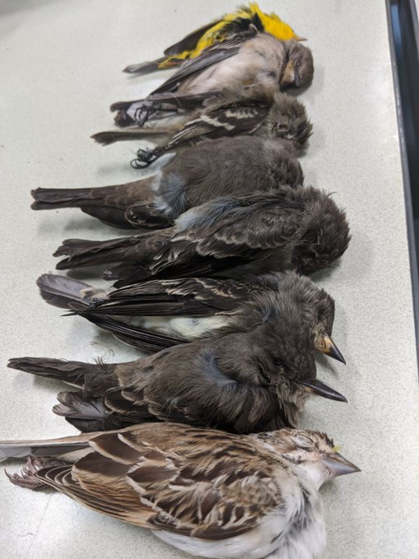 Массовое вымирание птиц на западе США связано со "взрывом холода"