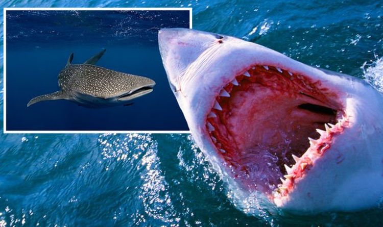Новости об акулах: ученые назвали «абсолютно огромным» зверь, больше большой белой акулы