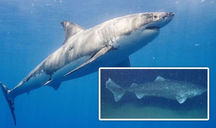 Открытие акул: в глубинах океана прячутся таинственные хищники, более крупные, чем белые акулы