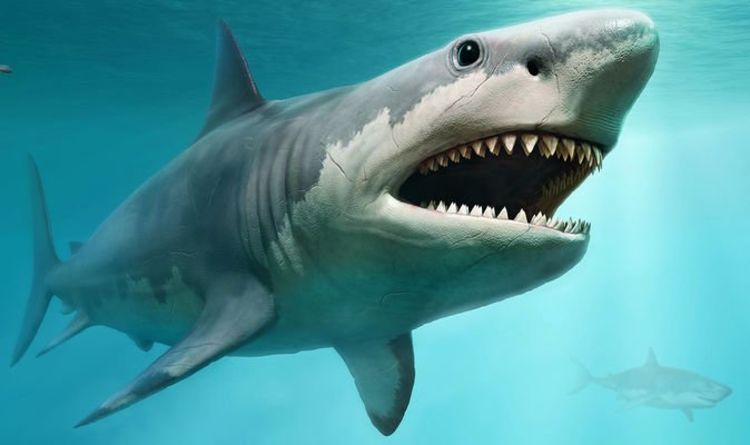 Загадка акулы: открытие огромного зверя возрастом 20 миллионов лет, переписывающее историю мегалодонов |  Наука |  Новости