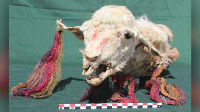 В Перу обнаружили принесенные в жертву мумии лам