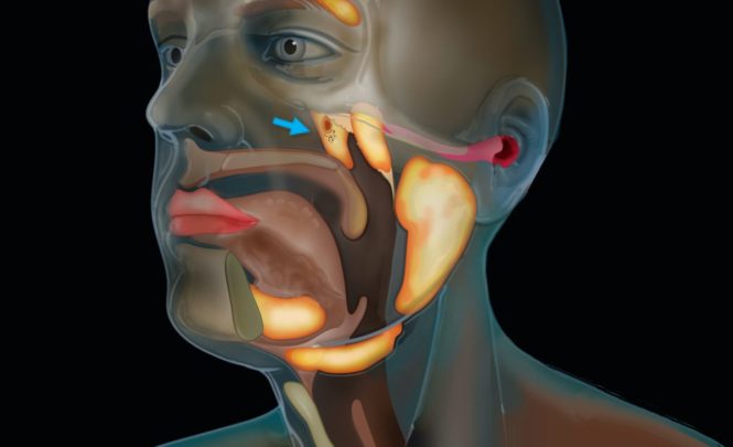 Ученые открыли новый орган в горле