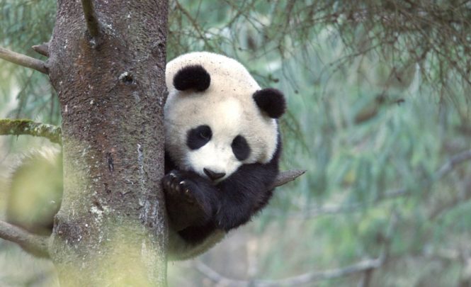 Первые кадры спаривания гигантских панд в дикой природе - не `` мило и приятно ''