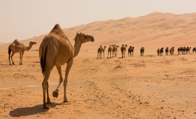 У верблюдов действительно есть вода в горбах?