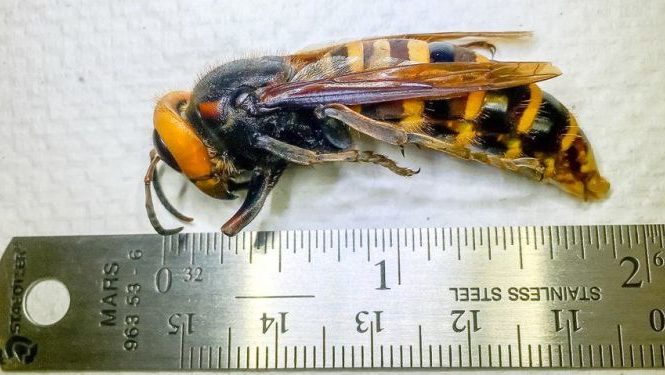 Убей или будь убитым: американские энтомологи убивают шершней из улья пылесосом