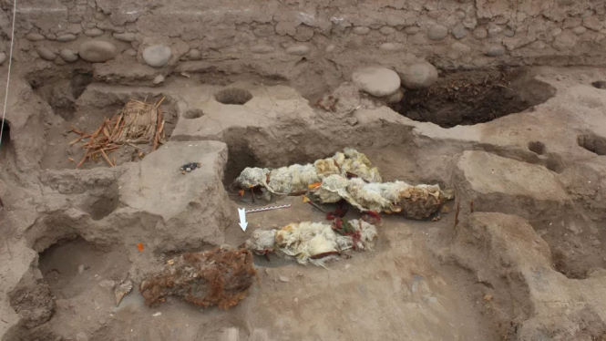 Археологи нашли естественно мумифицированных лам на стоянке инков Тамбо-Вьехо. (Изображение предоставлено: Фотография Л. М. Вальдеса; Copyright Antiquity Publications Ltd.) 