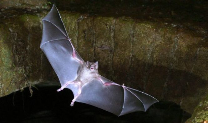 Исследование коронавируса: дикие летучие мыши-вампиры соблюдают социальное дистанцирование во время болезни