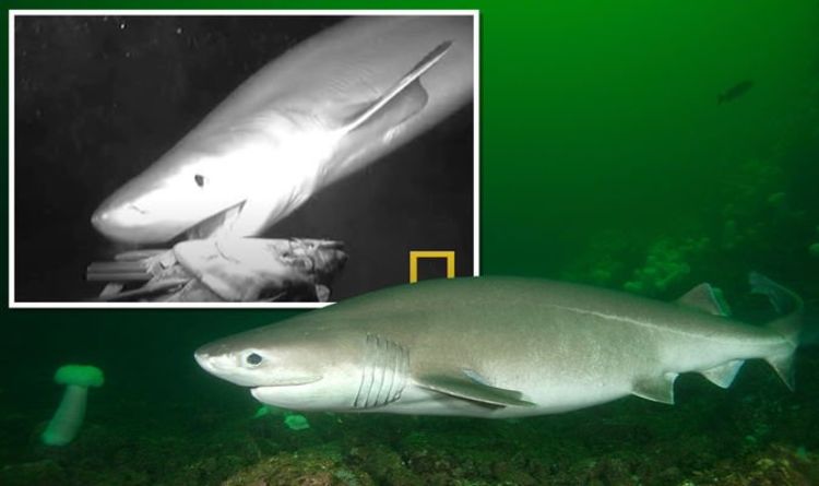 Нападение акулы: посмотрите ужасающий момент, когда «доисторическая» акула делает выпад, чтобы перекусит