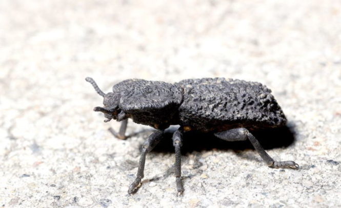 Научный прорыв: открытие «непобедимого» жука может создать «непобедимые материалы» 
