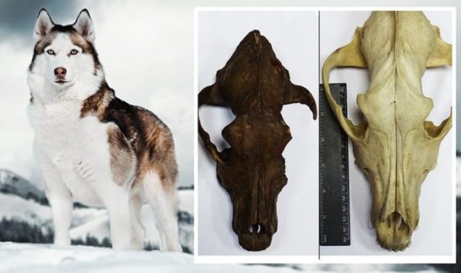 Новости археологии: Изучение ДНК древних собак указывает на разнообразие собак до ледникового периода