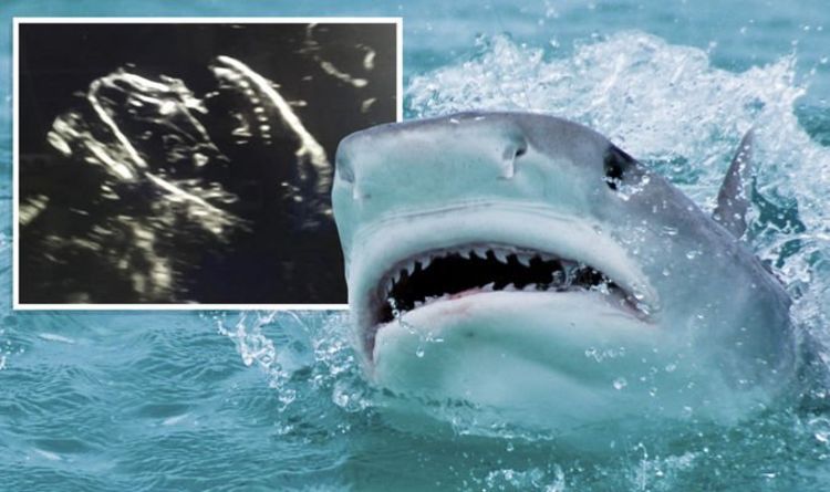 Новости об акулах: злая ухмылка тигровой акулы, обнаруженная при ультразвуковом исследовании - «Посмотри на эти зубы!»  |  Наука |  Новости