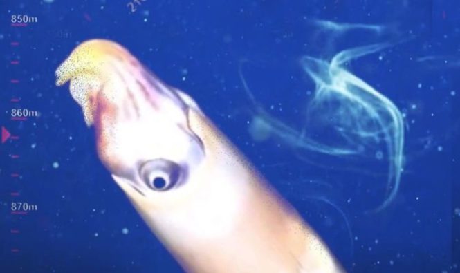 Обнаружение кальмаров: Ученые впервые обнаружили кадры с «причудливым» кальмаром из Бараньего Рога