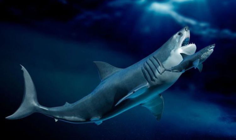 Размер мегалодона: древняя акула «НЕОБЫЧНО» велика по сравнению со своими родственниками