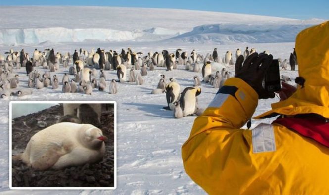 Разорванная бомба в Антарктиде: редкий «пингвин-альбинос» был замечен, когда ученые отправили страшное предупреждение
