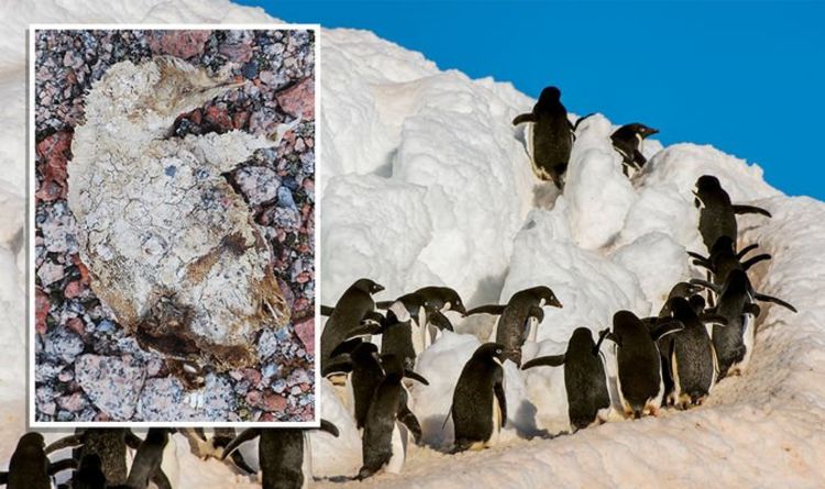 Загадка Антарктиды: кладбище мумифицированных пингвинов, которому 5000 лет