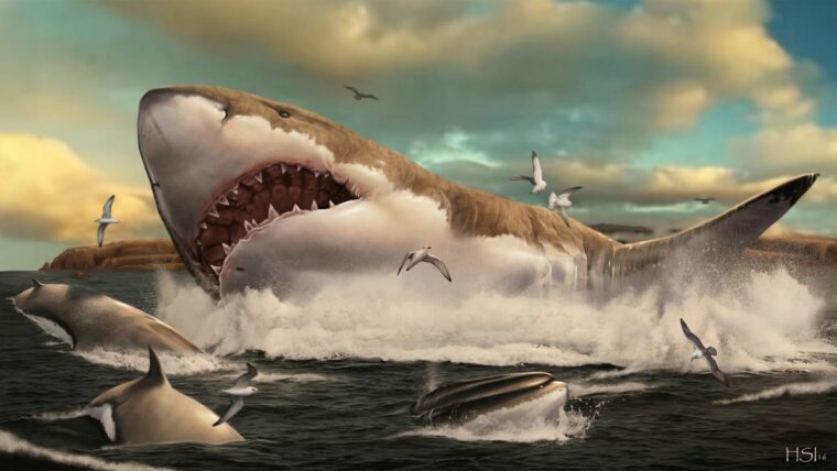 Питомники мегалодонов выяснили, что у самой большой акулы в мире есть слабая сторона