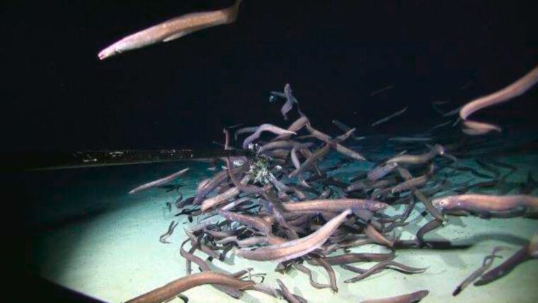 Рой угрей побил рекорд по количеству рыбы, когда-либо замеченной в глубинном океане