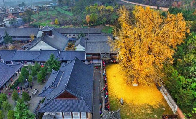 Древнее дерево в Китае стало золотым