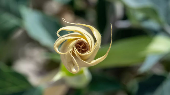 Раскрывающийся цветок Datura wrightii. (Изображение предоставлено Shutterstock)