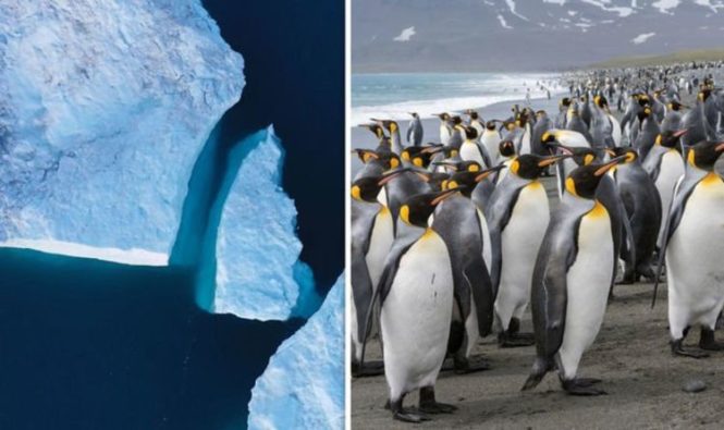Айсберг движется по курсу столкновения с крупной колонией пингвинов «Огромные последствия»