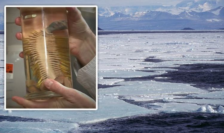 Антарктида: «Замечательные» виды, «новые для науки», обнаружены на глубине 1000 метров подо льдом