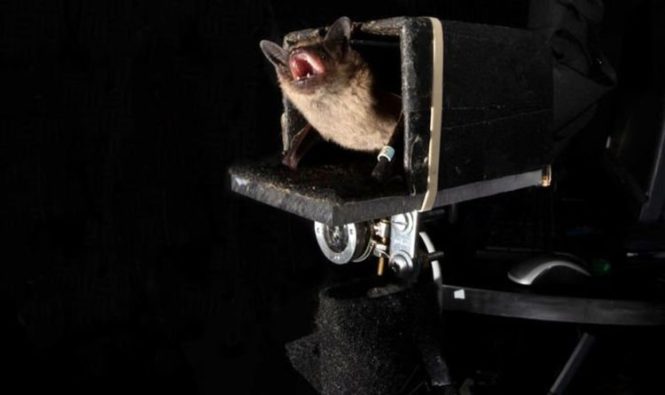 BAT в будущее: исследователи показали, что эхолокация летучих мышей может предсказать положение добычи