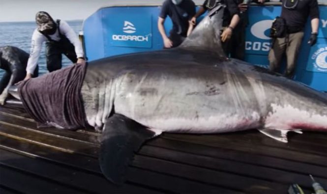 Большая белая акула «Королева океана» замечена в 1800 милях от места первоначального наблюдения
