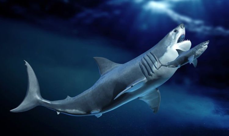 Исследование мегалодона: зуб мега-акулы раскрывает секреты ранних лет жизни хищников